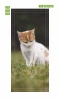 Wallpaper For Doors Cat Fp 6165