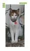 Wallpaper For Doors For Cat With Heart Fp 6171