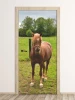 Wallpaper For Doors For Doors Young Horse Fp 6188