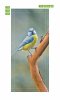 Wallpaper For Doors Blue And Yellow Bird Fp 6259