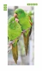 Wallpaper For Doors For Inseparable Parakeets Fp 6160