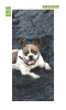 Wallpaper For Doors Dog Fp 6215