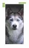 Wallpaper For Doors For Doors Husky Dog Fp 6192