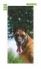 Wallpaper For Door Dog Malinois P50