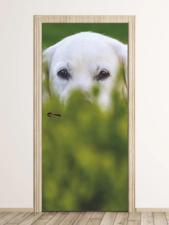 Wallpaper For Doors Dog Hidden In The Grass Fp 6185