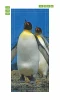 Wallpaper For Penguin Doors Fp 6249