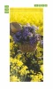 Wallpapers For Doors For Bicycle Doors In The Midst Of Flowers Fp 6281