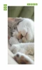 Wallpaper For Door Doors Sleeping Cat P130