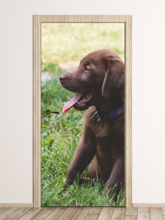 Door wallpaper Labrador Puppy Fp 2407