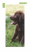 Door wallpaper Labrador Puppy Fp 2407