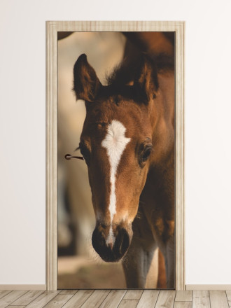 Wallpaper For Doors Foal Foal Foal Fp 6183