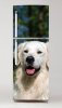 Wallpaper For Fridge Golden Retriever Dog P27