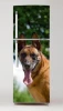 Wallpaper For Fridge Dog Malinois P50