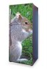 Wallpaper for fridge squirrel p41