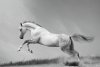 Wallpaper White Horse At Canter Fp 6443