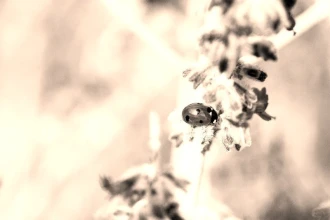 Wallpaper Ladybug Fp 763