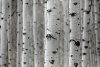 Wallpaper   birch wall fp 5089