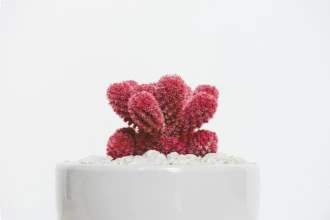 Wallpaper Red Cactus Fp 5431