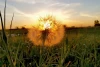 Wallpaper Dandelion Against The Backdrop Of The Sun Fp 6458