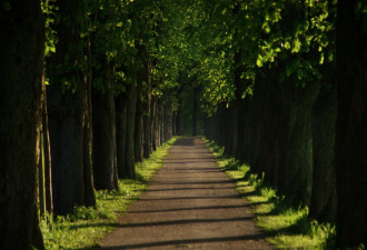 Wallpaper road covered with trees fp 3394