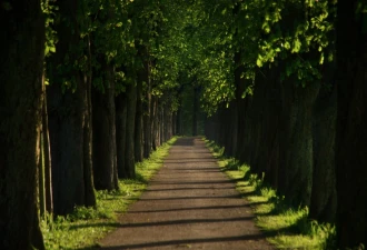 Wallpaper Road Covered With Trees Fp 3394
