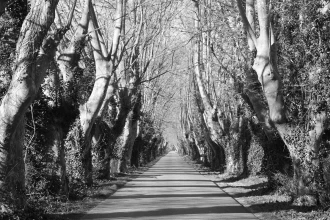 Wallpaper Among Curved Trees Fp 4053