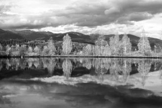 Wallpaper A Wall Of A Tree On The Shore Of A Lake Reflected In The Surface Of Water Fp 4899