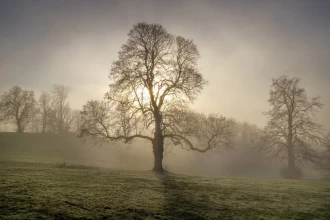 Wallpaper Trees In The Morning Fog Fp 6425