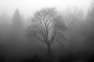 Wallpaper Trees Emerging From Fog Fp 5725