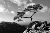 Wallpaper A Tree On A Rock Under The Weather Conditions Fp 4803