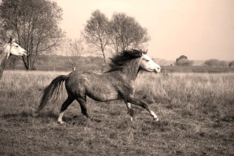 Wallpaper Horse Fp 3025