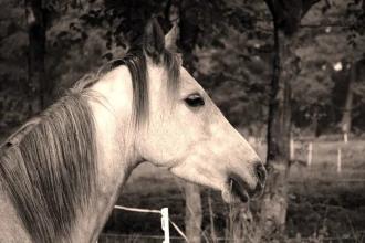 Wallpaper Horse Fp 2944