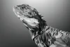 Wallpaper Lizard Fp 6431