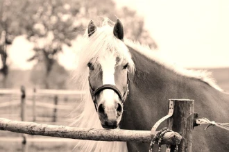 Wallpaper Horse Fp 2464