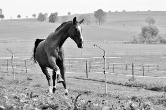 Wallpaper Horse Fp 2981