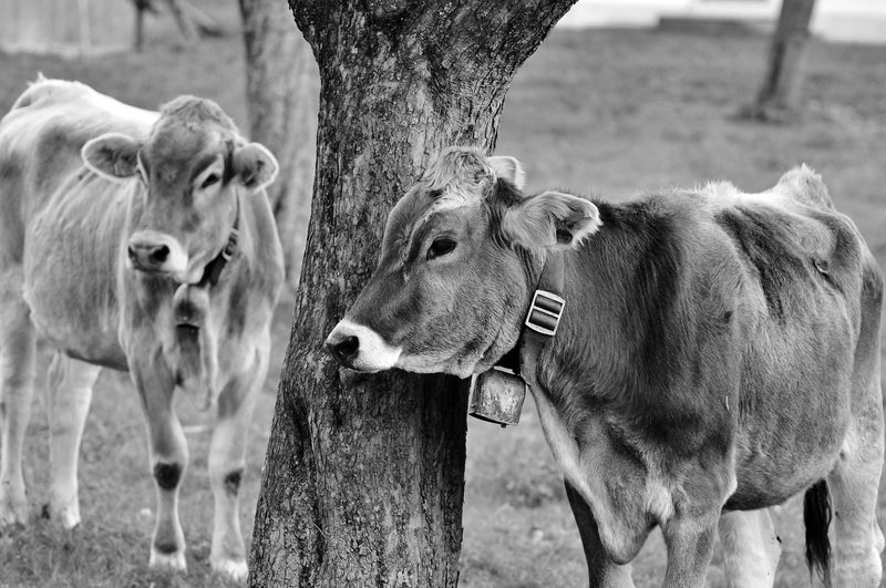 Cute cow print Wally  Cow print wallpaper, Cow wallpaper, Simple
