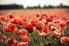 Wallpaper Poppy Fp 733