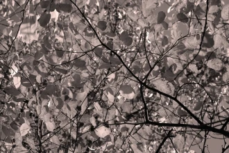 Wallpaper Leaves In Autumn Colors Fp 4551