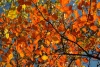 Wallpaper Leaves In Autumn Colors Fp 4551