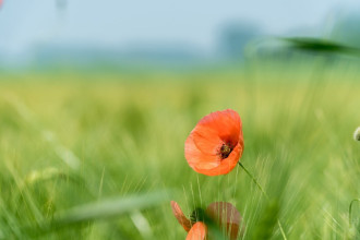 Poppy wallpaper in the company of grasses fp 5614