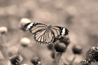 Wallpaper Butterfly Fp 2835