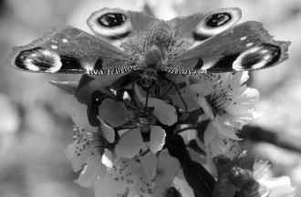 Wallpaper Butterfly Fp 2911