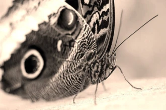 Wallpaper Butterfly Fp 2447