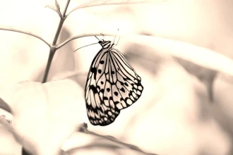 Wallpaper Butterfly Fp 2511