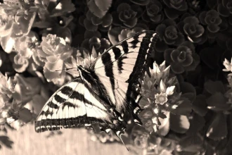 Wallpaper Butterfly Fp 2800