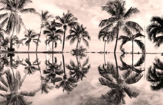 Wallpaper The Wall Reflection Of Palm Trees In Water Fp 3854