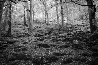 Wallpaper Mossy Stones In The Est Fp 4045