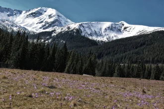 Wallpaper The First Signs Of Spring In The Tatra Mountains Fp 5639
