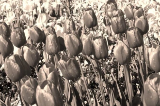 Wallpaper Tulips Fp 723