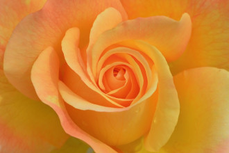Wallpaper Orange Rose Fp 6445